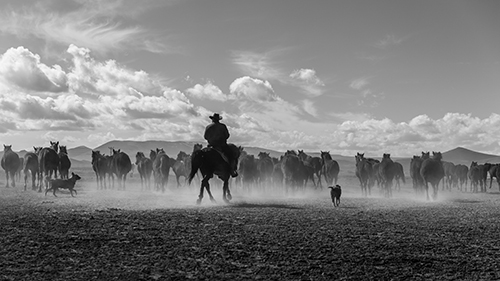Cowboy and horses